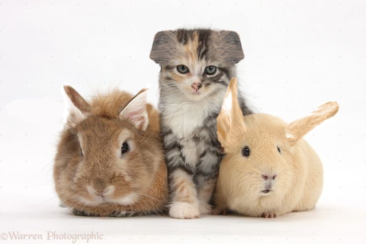 chifflu's tweet photo. arent they quite similar https://t.co/vjGSjiJjub