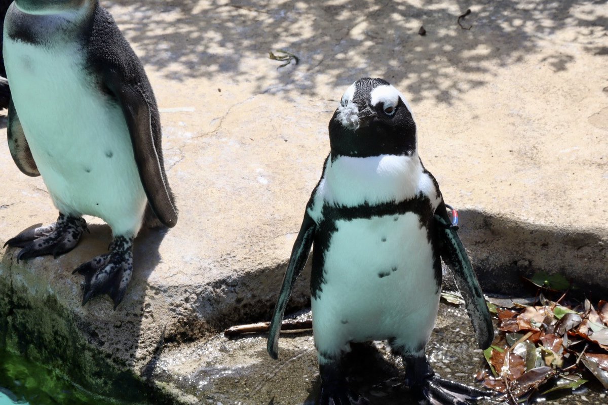 sakura67045928's tweet photo. 2025.04
よく見るとくちばしにパヤ毛が🐧
#智光山公園こども動物園
#ケープペンギン https://t.co/xlXJ4vgJQF