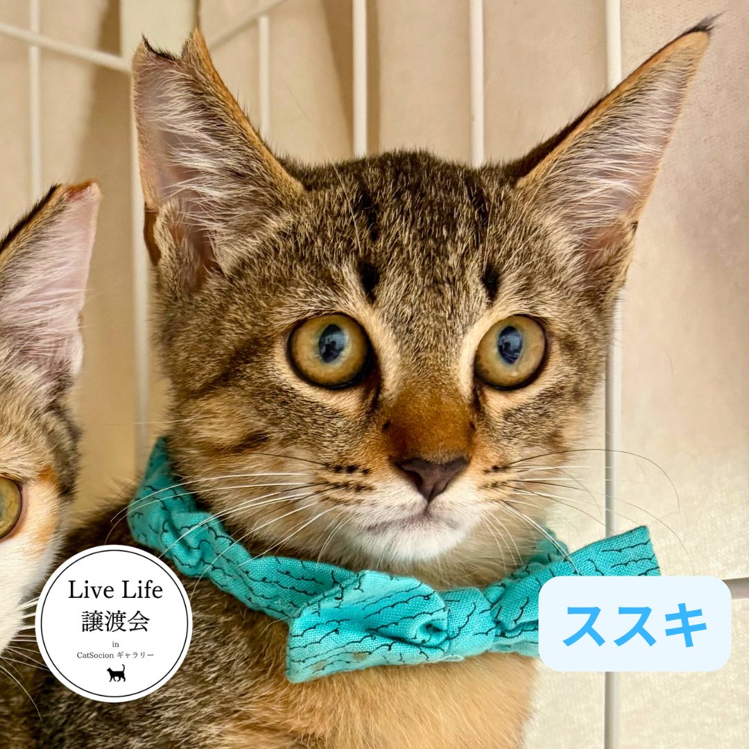 livelifesocion's tweet photo. 10/17リブライフ譲渡会参加猫
大阪市都島区　13〜16時まで

⑦⑧は3ヶ月半くらいの兄妹です。

⑦ススキ、オス、キジ
人慣れ訓練中、なでなでに反応はしてます。あともう少し🎑

⑧ナデシコ、メス、ミケ
なでなで好きでかわいいです。ゴロゴロいいます🌼

#保護猫と暮らそう https://t.co/StbFUPOQqB
