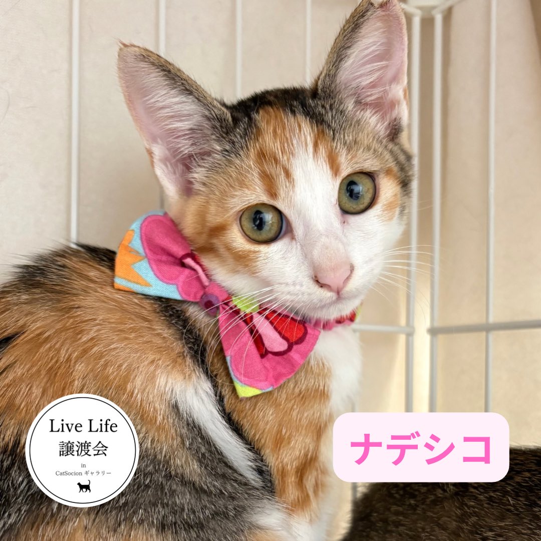 livelifesocion's tweet photo. 10/17リブライフ譲渡会参加猫
大阪市都島区　13〜16時まで

⑦⑧は3ヶ月半くらいの兄妹です。

⑦ススキ、オス、キジ
人慣れ訓練中、なでなでに反応はしてます。あともう少し🎑

⑧ナデシコ、メス、ミケ
なでなで好きでかわいいです。ゴロゴロいいます🌼

#保護猫と暮らそう https://t.co/StbFUPOQqB