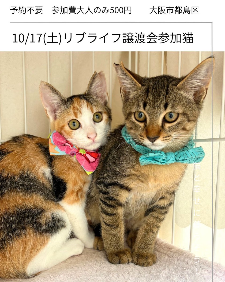 livelifesocion's tweet photo. 10/17リブライフ譲渡会参加猫
大阪市都島区　13〜16時まで

⑦⑧は3ヶ月半くらいの兄妹です。

⑦ススキ、オス、キジ
人慣れ訓練中、なでなでに反応はしてます。あともう少し🎑

⑧ナデシコ、メス、ミケ
なでなで好きでかわいいです。ゴロゴロいいます🌼

#保護猫と暮らそう https://t.co/StbFUPOQqB