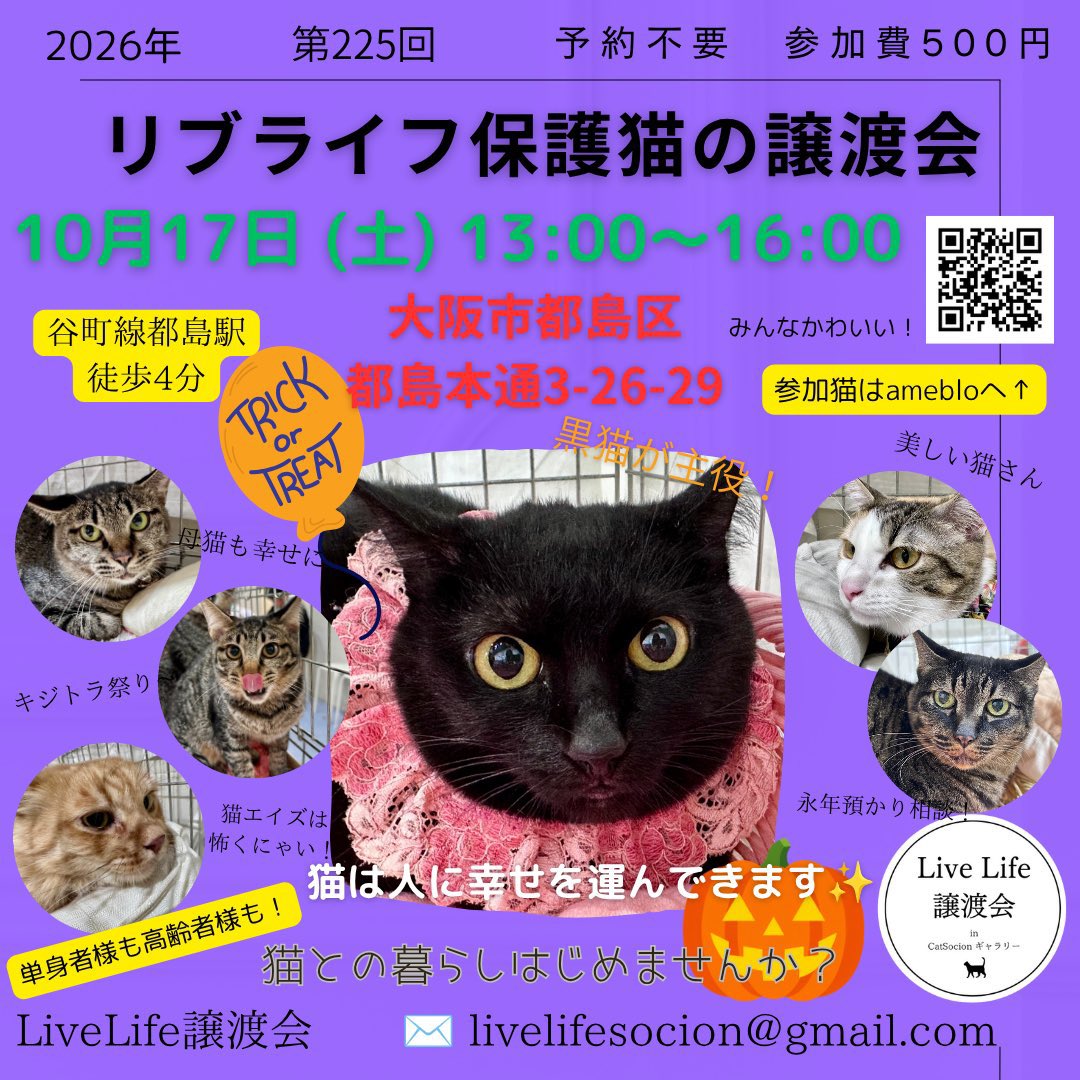 livelifesocion's tweet photo. 10/17リブライフ譲渡会参加猫
大阪市都島区　13〜16時まで

⑦⑧は3ヶ月半くらいの兄妹です。

⑦ススキ、オス、キジ
人慣れ訓練中、なでなでに反応はしてます。あともう少し🎑

⑧ナデシコ、メス、ミケ
なでなで好きでかわいいです。ゴロゴロいいます🌼

#保護猫と暮らそう https://t.co/StbFUPOQqB
