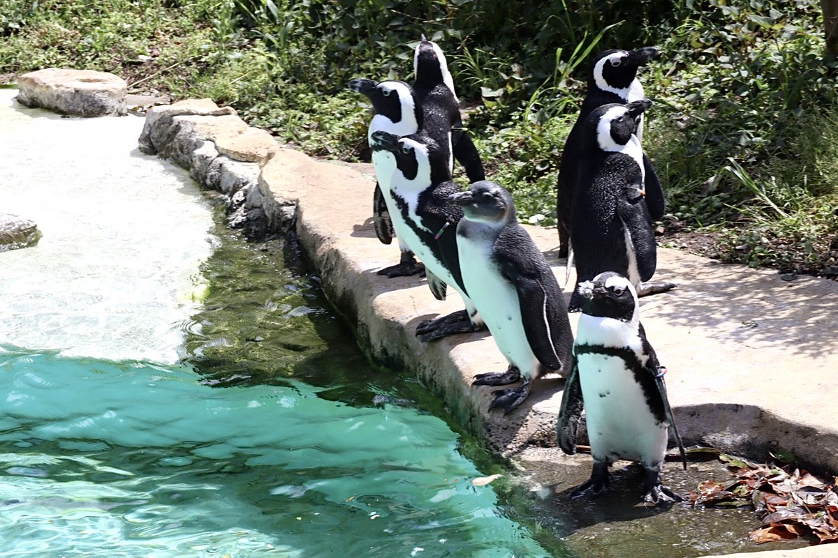 sakura67045928's tweet photo. 2025.04
よく見るとくちばしにパヤ毛が🐧
#智光山公園こども動物園
#ケープペンギン https://t.co/xlXJ4vgJQF