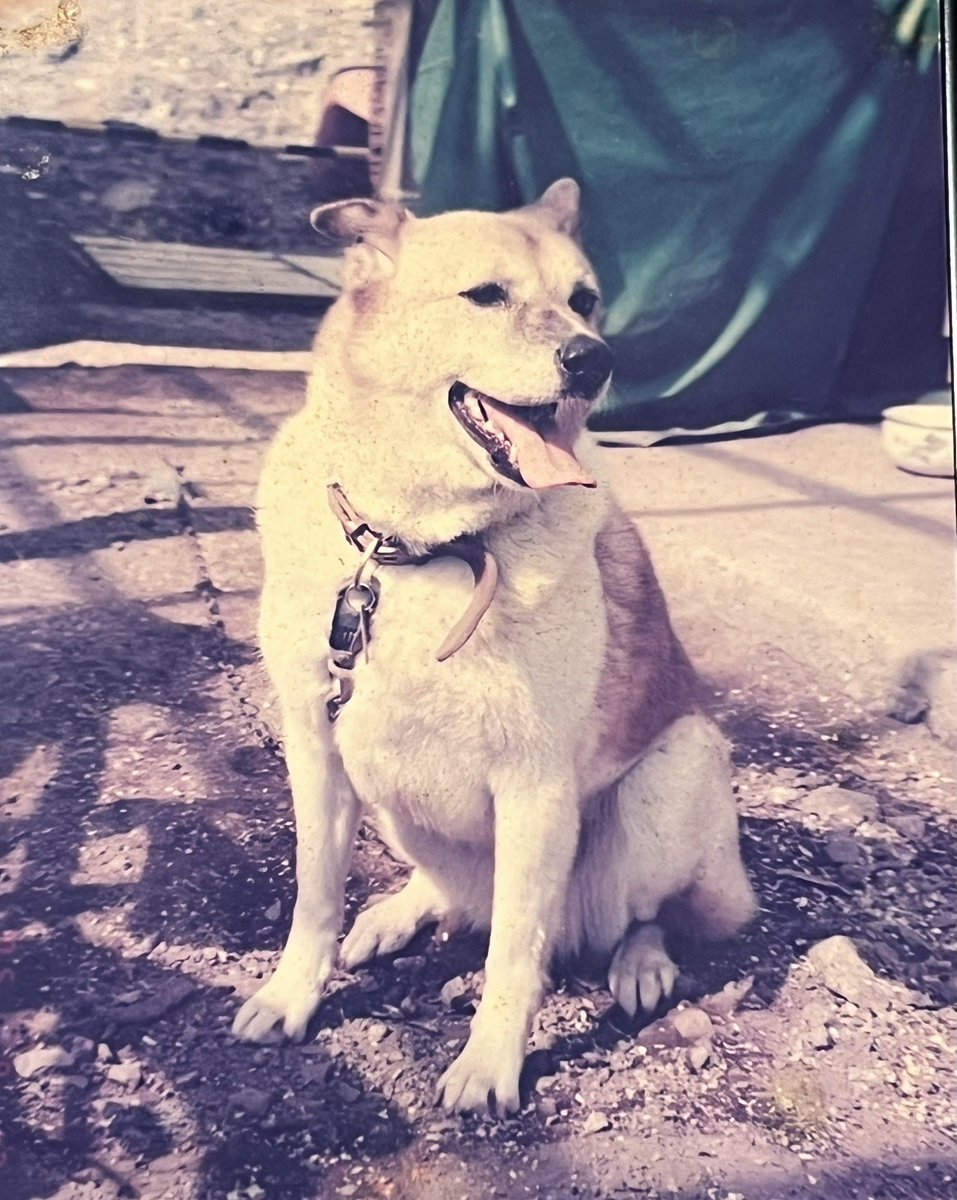 PondingPuddle's tweet photo. 20年前に飼ってた外飼いの雑種
賢い女の子で、闘争心に溢れていたが家族のことは決して噛まなかった
ビタワンかなんかで元気に暮らし、時々缶詰のエサをあげると大喜びでした
私のもう1人の母親みたいな存在だったな… https://t.co/KQJTFygdZa