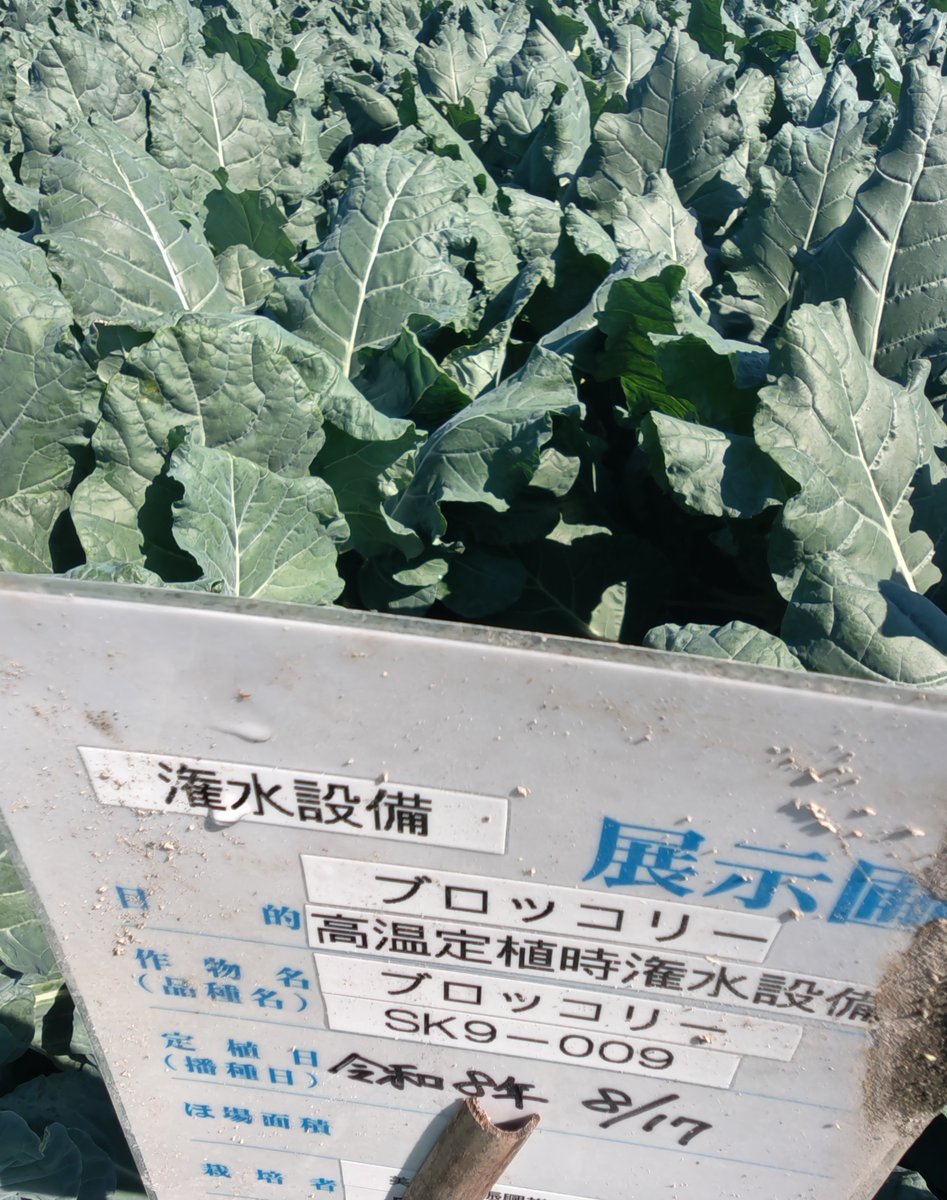 5o7fO4's tweet photo. 2番手もぼちぼち https://t.co/Dvdn3qcEZl