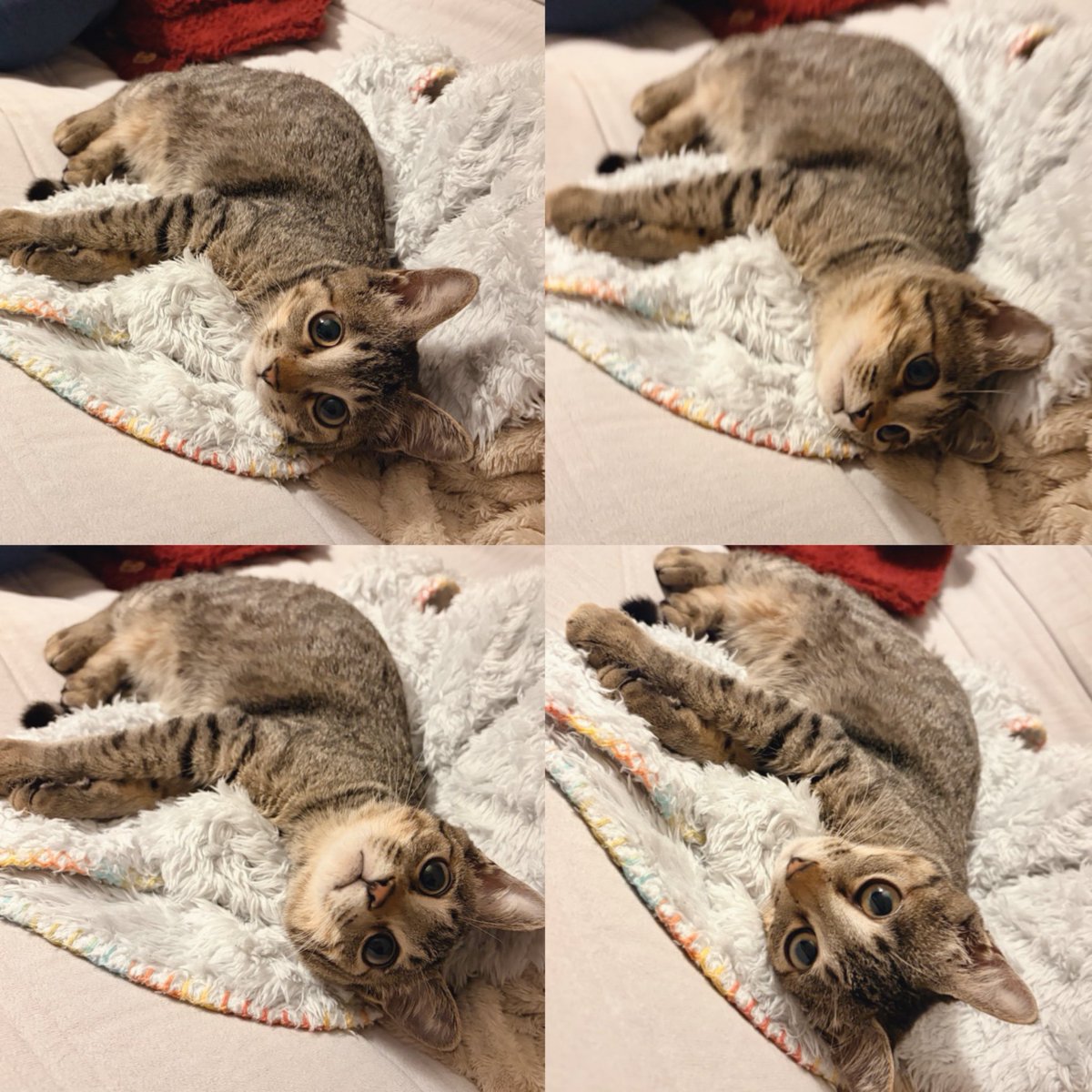 pipiko0429's tweet photo. おっきくなったなーって思うけど、まだ子猫 https://t.co/qEXIW1Jkn1