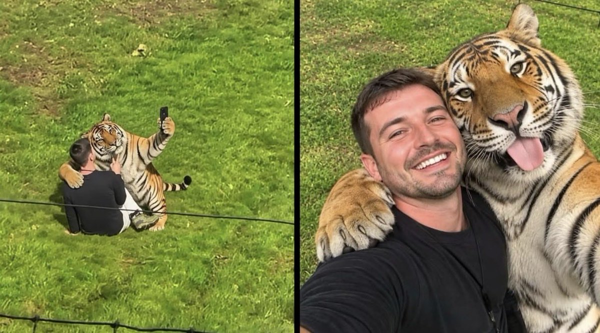 DolceDJ's tweet photo. @vxdeo But what was on the tiger's phone? https://t.co/d5VdYHSM9Q