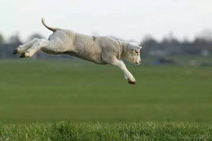 sheepdaily_twt's tweet photo. I can fly https://t.co/ef9QcZ2Yuo