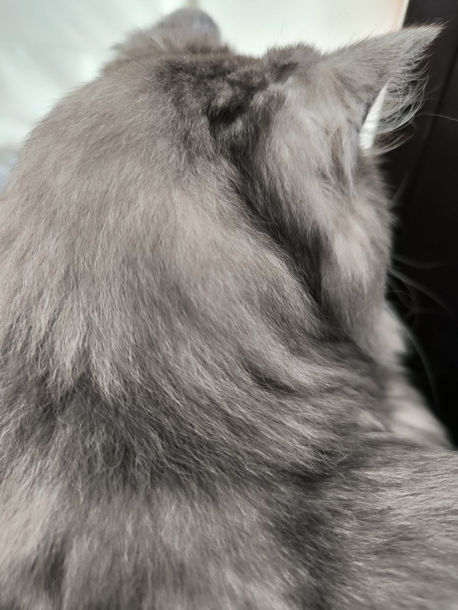 mei__sei__sui's tweet photo. 昼休み
今日もイイ天気☀

予報では今日までみたいだが😇
#猫日記 #猫のいる暮らし https://t.co/RhIgVTm7G1