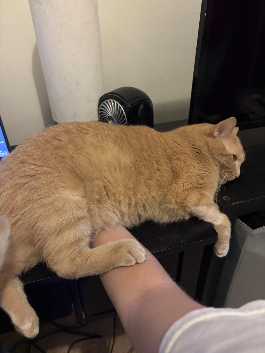 desstrogen's tweet photo. thank you for deciding to lay down directly on my hand that is very convenient for both of us https://t.co/zk4xWs7yjn