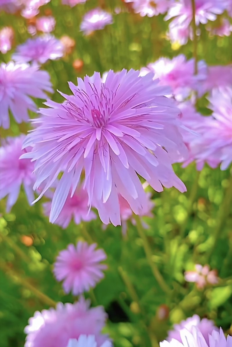 ArianaWhitaqqj's tweet photo. [持]続く春の陽が、[采]った紫の花を照らす[四]月の思い出 https://t.co/wzeiggZbc3