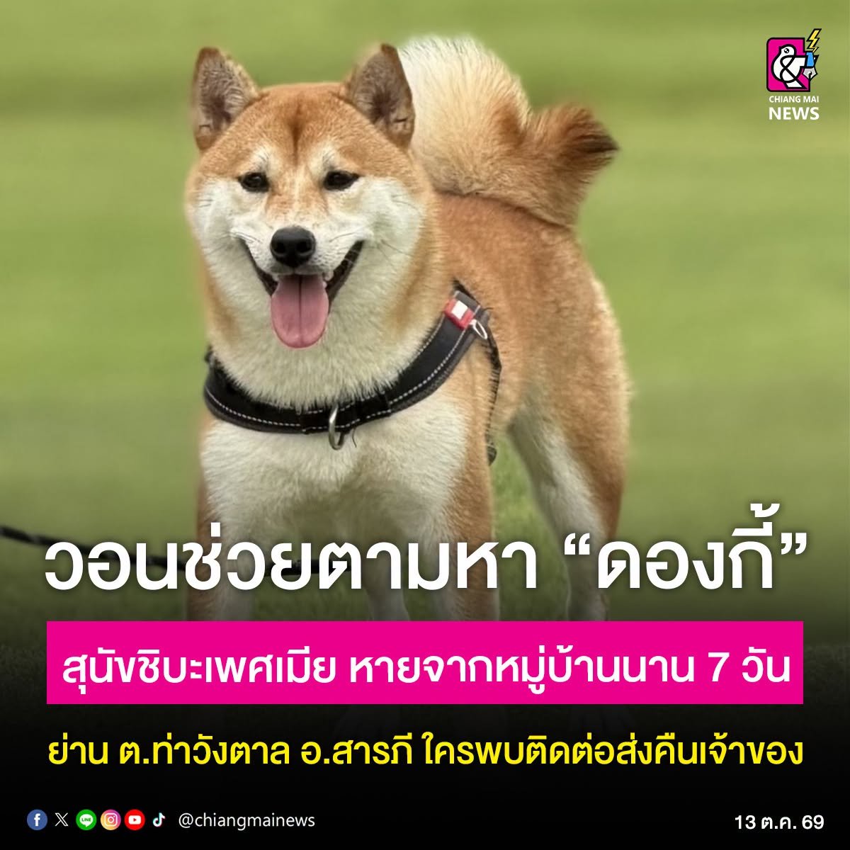 chiangmainews's tweet photo. เฝ้ารออย่างมีความหวัง ‼🐶 เจ้าของประกาศตามหา “ดองกี้” สุนัขชิบะเพศเมีย อายุประมาณ 1 ปี 5 เดือน หายจากหมู่บ้านใจแก้วเอราวัณ 29 เฟส 3 ต.ท่าวังตาล อ.สารภี นานกว่า 7 วัน
.
อ่านข่าวต่อใน https://t.co/iNGe2FxV2y

#เชียงใหม่นิวส์ #chiangmainews https://t.co/73GNUJiAwc