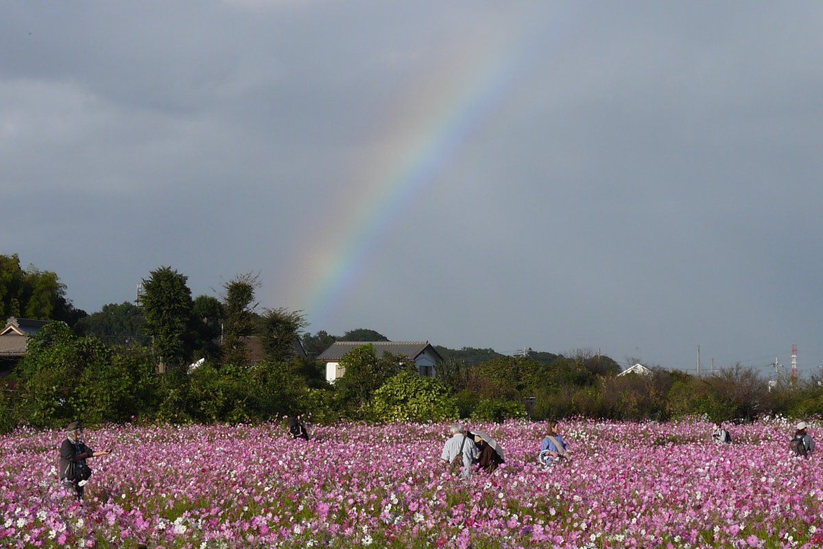 HiAmutsuki's tweet photo. 2026年10月13日
埼玉県所沢市『本郷のコスモス畑』
ちょうど見頃でとても綺麗でした。にわか雨が止んだら虹が見られました。#コスモス https://t.co/ZzcQhMC48c