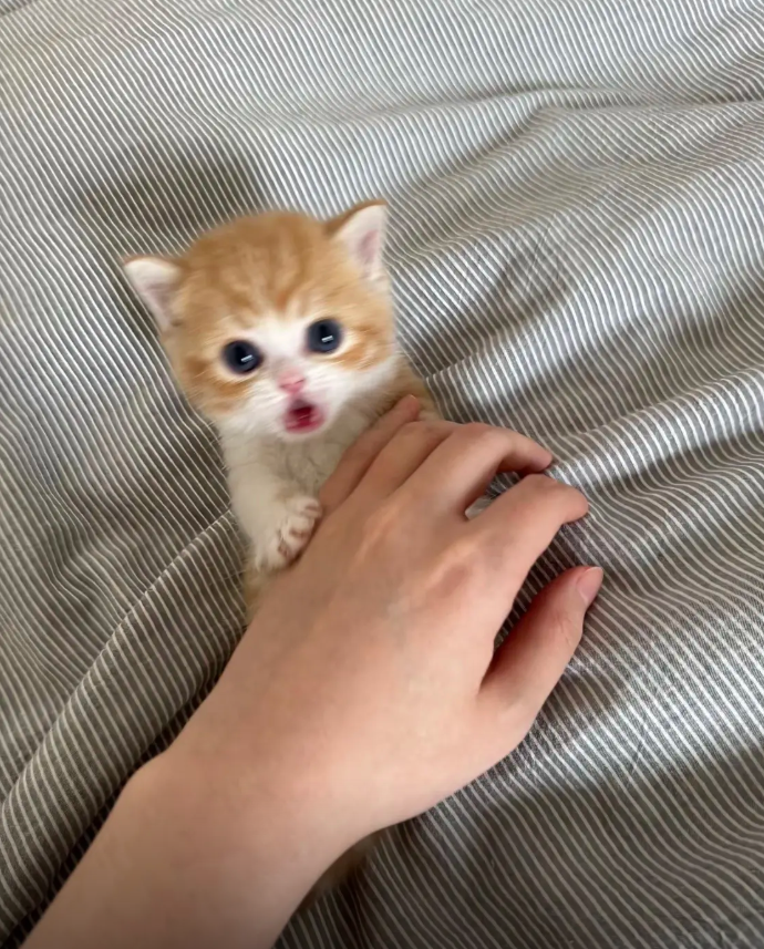 ReshminaAh8688's tweet photo. 小猫咪 真是这个世界上最可爱的存在 和我一样的可爱 https://t.co/uREaZJjUFz