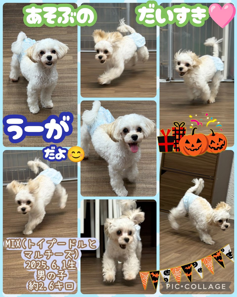 hogocafe_tachi's tweet photo. 毎日元気一杯なうーがくん🌱
ワンプロもおもちゃ遊びも大好き💕

お気に入りのおもちゃはこっそり隠しちゃうタイプ👍

気付けば机の下におもちゃがたくさん🤣🤣なんて事も🤭

そんなお茶目な一面も可愛いうーちゃん🥰💕

楽しいことも嬉しいことも、 これからはずっと家族と一緒に☺️💗 https://t.co/H581VtW47a