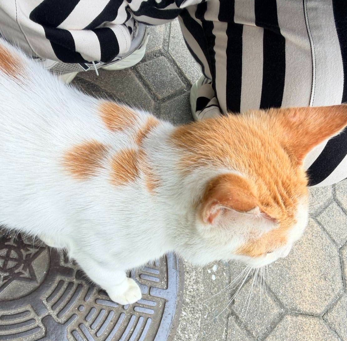 aims2koz's tweet photo. 【里親募集】
コンビニに何度も入ってくる懐っこい茶白の猫を里親募集します💦
うちも猫いっぱいなのでなかなか受け入れ難しいけど検査などして保護予定です🙏
1歳くらい、去勢済み、すごく人慣れしていて遊んでほしくて人によってきて警戒心ゼロだそうです。里親なりたい方はDMお願いします🙏
#熊本 #福岡