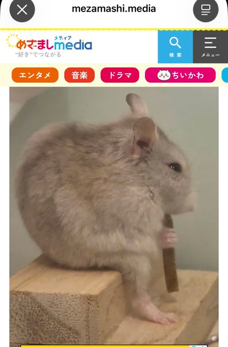 SmolTrenchor's tweet photo. JAPAN JUST GAVE US THE MOST CURSED HAMSTER MEME 😭🐹

2.55M+ VIEWS AND EVEN JAPANESE MEDIA IS COVERING IT.

This hamster is going GIGA VIRAL for having actual HUMAN LEGS AND VISIBLE KNEES 💀

PEOPLE ARE LITERALLY ASKING IF THERE'S A HUMAN INSIDE THE HAMSTER.

And her real name is パコ美 (PAKOMI).

A HAMSTER WITH HUMAN LEGS AND A PERFECT MEME NAME.

$PAKOMI — SEND THE HUMAN-LEGGED HAMSTER. 🚀

🔗 Viral Reel: https://t.co/Fo5jjxm3PQ

🔗 Japanese Media: https://t.co/9XRYH0VlM9

🔗 https://t.co/pKpNflCaVm