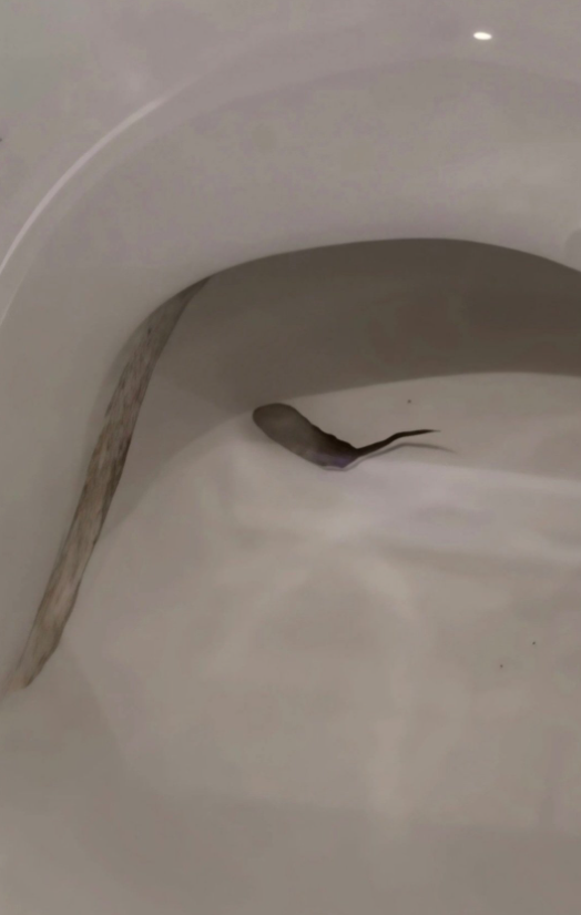 Sousou58473918's tweet photo. トイレ入って���気つけたら
便器の中で何か動いてて普通に震える…

最初は虫かと思ったんだけど
そもそもこれどこから入ってきたの？

こんなの家で出るんだね、、、 https://t.co/uOtYGUP4wo