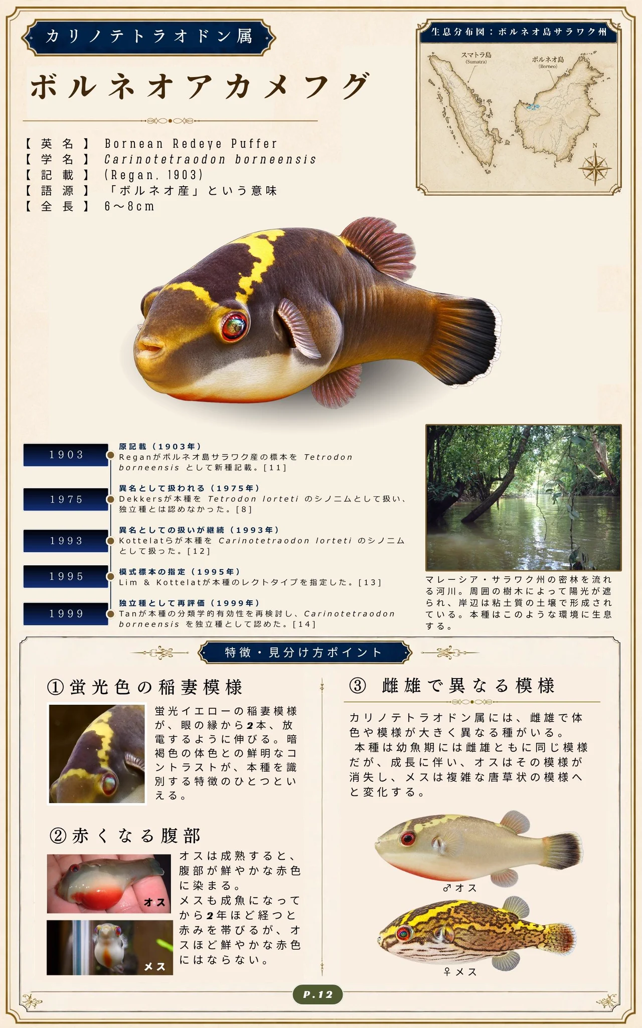 フグの標本 京都淡水フグ研究所 on X: 