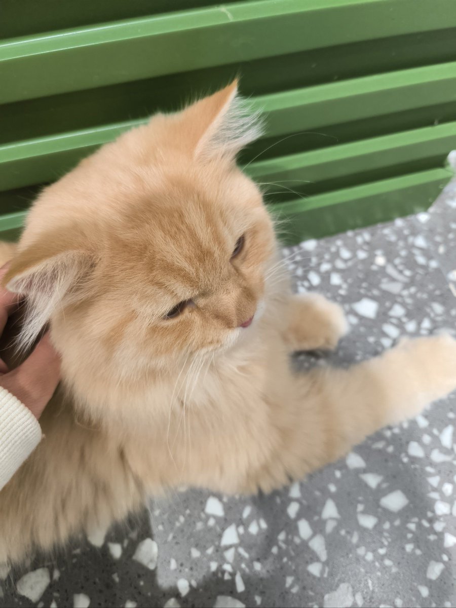 AthenaChesipcp's tweet photo. [疲れて角でくつろいでいる猫、まるで体が吸い込まれたみたいにリラックス。] https://t.co/VTGyktHNcg