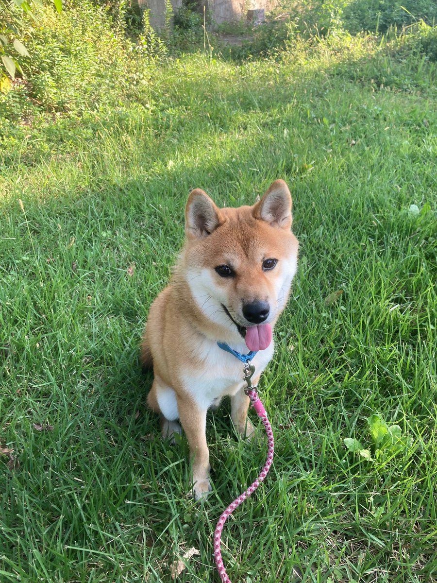 HYOGO_JASS's tweet photo. こんばんは✨
本日は部長の愛犬「ハチ君」の誕生日🎉
10カ月前にお迎えした小さなハチ君も、今では見違えるほど大きく成長しました🐾
誕生日プレゼントは大好きな野菜入りMIXボーロ🥕
素敵な1年になりますように！
#柴犬 https://t.co/RyDieSQ1tF