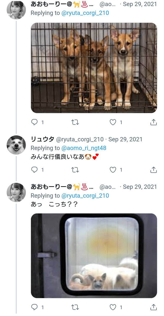 TN19820703's tweet photo. だったら現在動物愛護ネタに勤しんでるリュウタ🐶とタッグを組めばいいんじゃない？ 西潟茉莉奈メンバーを推してたようだから大喜びだろうよ。🤷‍♀️🤷‍♀️🤷‍♀️
但しヤツは以前殺処分される犬を笑い話のネタにしてたがな。🤣🤣🤣
#NGT48と隠蔽まつり https://t.co/vdOLRJ0LXi