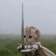 doggodcrypto's tweet photo. $SWORDCAT 证明了有时最简单的创意往往最能吸引互联网的目光。一只手持利剑的猫听起来或许有些荒诞，但这正是其令人过目难忘的原因所在。它将互联网对猫的无限喜爱与 Meme 文化��那种充满趣味的“搞怪”特质完美融合，塑造出了一个无需复杂背景故事便能瞬间脱颖而出的角色。@catwifswordsoll

SWORDCAT 依托 Solana 充满活力的 Meme 生态系统而生，其风���契合了那种能在网络社群中自发传播的幽默感。这一形象既通俗易懂又极具辨识度，同时蕴含着无限的创意可能。仅仅这一个简单的角色，就能激发无数的 Meme 创作、搞笑场景、出人意料的二次创作以及社群自发的各种解读。每个人都可以加入自己的巧思，让这个直观的创意随着支持者的参与而不断演变。

一个 Meme 之所以真正有趣，往往不在于其原始构思有多复杂，而在于它为他人的参与留出了多大的空间。这只持剑的猫既可以是无畏的战士，也可以是充满搞怪色彩的网络传奇，甚至仅仅是社交动态中最不正经的那个角色。这种幽默感没有严格的界限，而这种创作上的自由正是其魅力所在。

在竞争激烈的 Meme 市场中，辨识度至关重要。人们每天都在浏览海量信息，而拥有鲜明视觉形象的项目往往能给人留下深刻的第一印象。SWORDCAT 恰恰利用了这种简洁性，为社群提供了一个既易于记忆、又能灵活适应各种幽默风格的角色。无需一本正经，它便能建立起极具辨识度的个性。

然而，真正的故事始于社群的深度参与。当人们开始创作属于自己的版本、分享段子、衍生出只有圈内人懂的“梗”，并将这一简单形象转化为一种共同体验时，Meme 便获得了强大的传播动力。每一次创意贡献都能为该角色的形象增添新的内涵，使项目超越了最初单纯的视觉概���，演变成更丰富多元的存在。

Solana 为这种原生于互联网的创意提供了绝佳的土壤；在这里，充满活力的生态环境让人们能够围绕幽默、身份认同和共同的热爱凝聚在一起，形成紧密的社群。对于 SWORDCAT 而言，其机遇在于将一个有趣的创意转化为一种具有辨识度的社群文化；这种文化应通过持续的参与不断发展，而非仅仅依赖于某个瞬间的病毒式传播。

当然，仅靠关注度并不能确保长期的成功。要维持热度，需要活跃的社群、持续的创意输出，以及在话题演变过程中保持核心概念趣味性的能力。而最严峻的考验在于：人们是否会不断发掘新方式，赋予这一角色属于自己的独特内涵。

5tCju6YNxHq5zrA6tGndr6F7TK42mpUFmeE31cSFpump