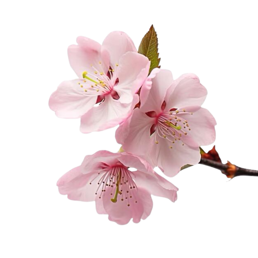 marvius_studio's tweet photo. kindly rt before use 🪷 

📁 png : pink flower 🌺

(#แจกไฟล์png ) https://t.co/i4DUZHwLqO