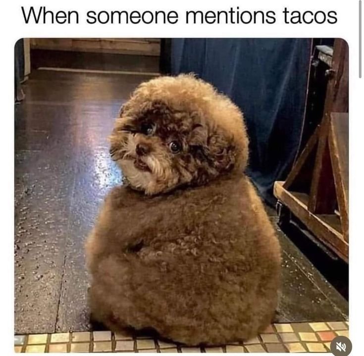isaiduffda's tweet photo. β€
#tacos #latenightcravings https://t.co/q2Bewwyyjx