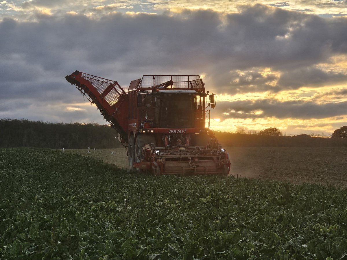 KWSUKLtd's tweet photo. The UK sugar beet 2026/27 processing campaign is underway following a summer of extreme drought.

Early yields vary widely, with some crops performing well while others have struggled.

📸 Kevin Grint captures A. Farrell Contractors harvesting beet destined for Cantley. https://t.co/5Mn1eGsTn8