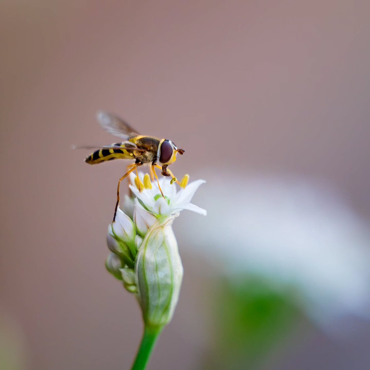 kikialcoi's tweet photo. Quiet beauty in garlic chive blossoms: a hoverfly on a bud, slender stems, star-shaped flowers, and a solitary bloom in soft light. Which perspective catches your eye most: 1, 2, 3, or 4? https://t.co/tBXIefUHkB