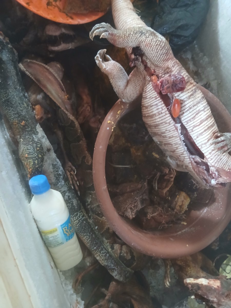 Maazijnr's tweet photo. At a bar this morning I asked them what type of bush meat they have the man said all kinds.
I have to check the fridge myself and I saw all type of bush meat including python (snake).

Well I bought monitor lizard and it was prepared for #40,000 

The bar man said 4 snakes was prepared before I came.
So people eat snakes?