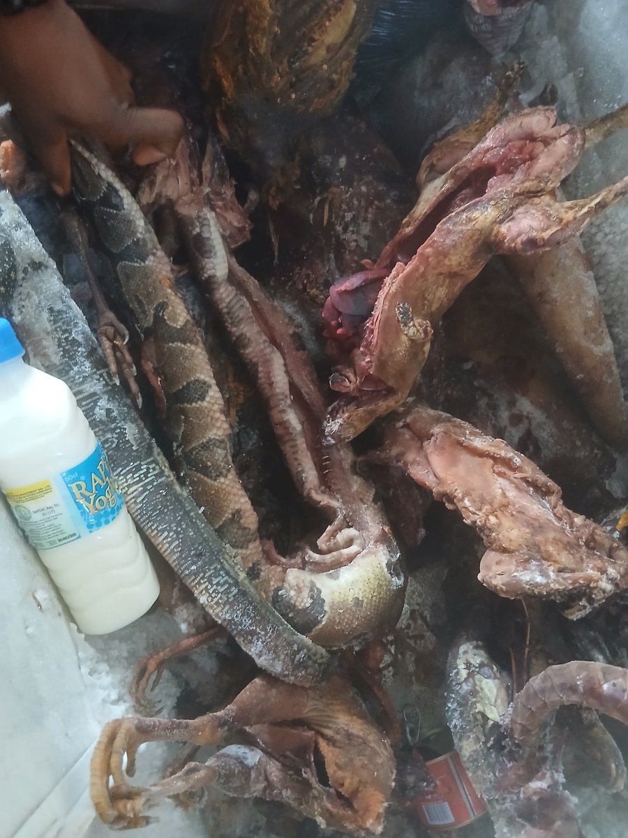 Maazijnr's tweet photo. At a bar this morning I asked them what type of bush meat they have the man said all kinds.
I have to check the fridge myself and I saw all type of bush meat including python (snake).

Well I bought monitor lizard and it was prepared for #40,000 

The bar man said 4 snakes was prepared before I came.
So people eat snakes?