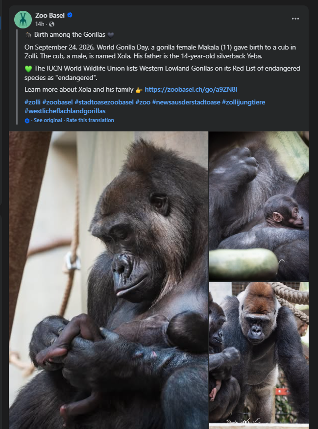 czs_fortune's tweet photo. NEW BABY GORILLA WAS JUST BORN AND NAMED 

A viral baby gorilla was just named "Xola" at the Basel Zoo He's going viral all over social media, and major news outlets are reporting on it as well.

https://t.co/YHQIeQj4A5

https://t.co/Ll7iMIAKBN https://t.co/8FVdyjfSlF