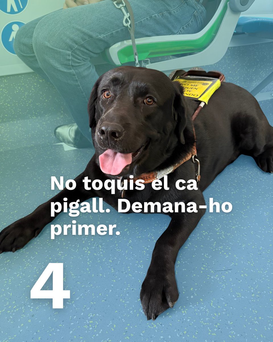 EMT_Palma's tweet photo. @ajuntpalma @ToniDeudero 🦮 ¿Sabes cómo actuar si viajas en autobús junto a una persona ciega y su perro lazarillo?

Hay pequeños gestos que ayudan a hacer el viaje más cómodo y seguro para ellos.

Descubre cuatro cosas que puedes hacer cuando compartes el autobús 🚌 con un perro lazarillo.

#EMTPalma https://t.co/tPh5PFXNhv