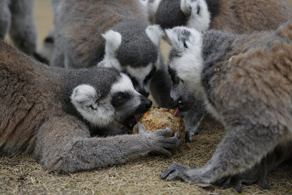 MariaAldaieb's tweet photo. [捉食の秋、木の実を漁るアライグマの手に、赤いリンゴが！] https://t.co/D4RB7LBaNv