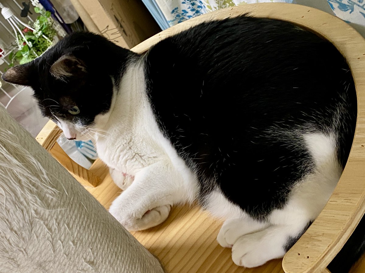 SoedaCats's tweet photo. にゅう（資料用） https://t.co/6Cf8TNY1fL