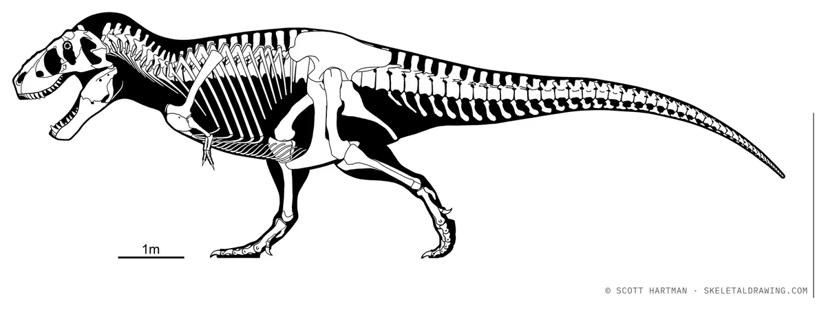 Dinodocus123's tweet photo. Scotty the Tyrannosaurus rex. https://t.co/0LWhUZKO0U