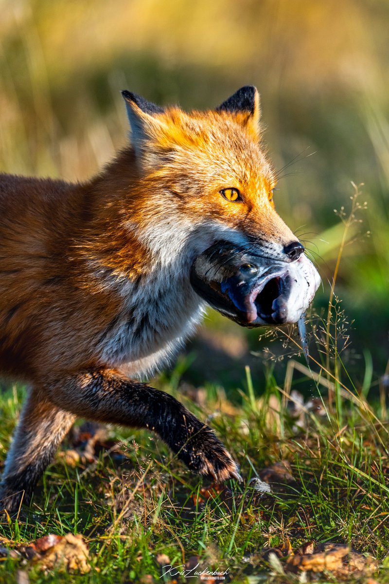 KrisLuckPhoto's tweet photo. Um seriously what the fox today. Unbelievable encounter with 2 foxes this morning! https://t.co/oVqUq7TDRF