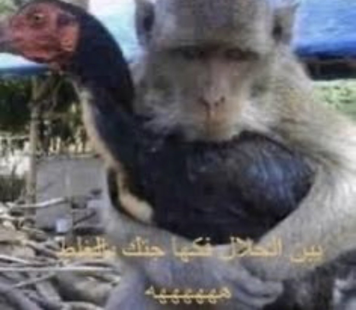 7ijjs's tweet photo. ضفت كويتيه سناب عشان اسوي معها ستريك https://t.co/tNyrB6INsT