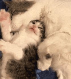 XimenaSparym's tweet photo. [部屋で猫が戮腾毖促な動きで遊んでるよ！]， https://t.co/EqN3MoW9t0