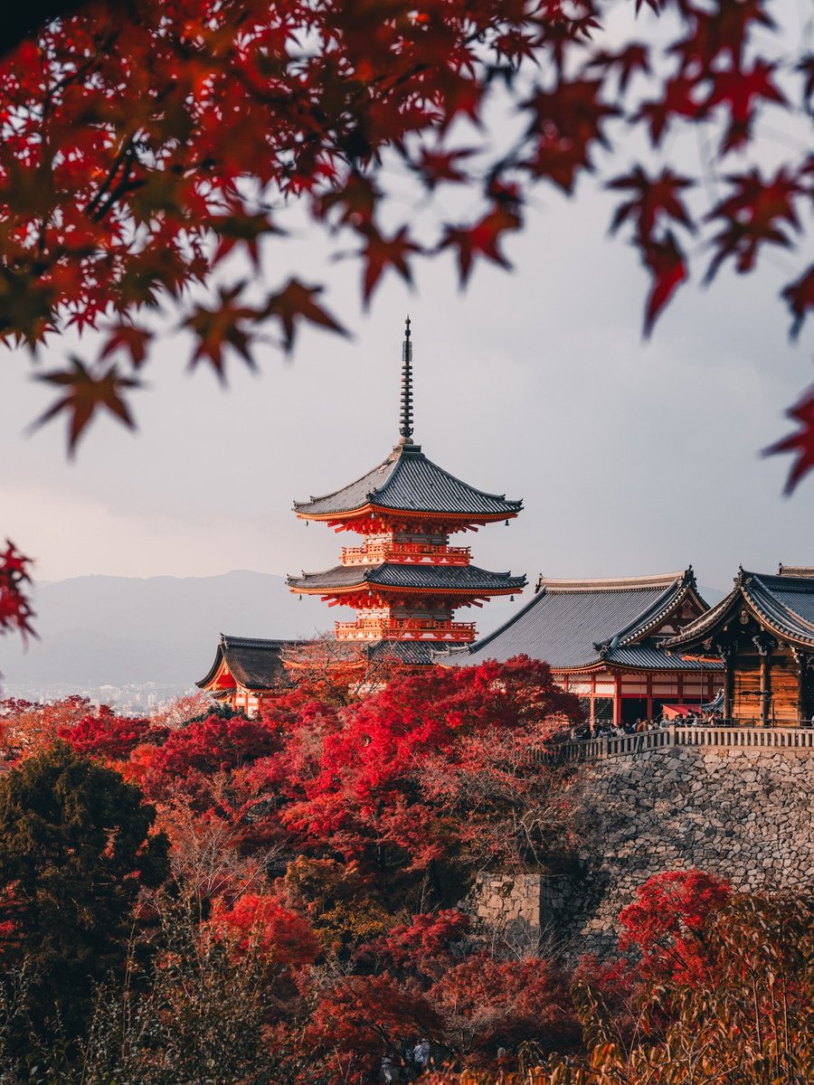 NaturalWorld515's tweet photo. Autumn in Kyoto 🍁 https://t.co/FA5wKWVD7v