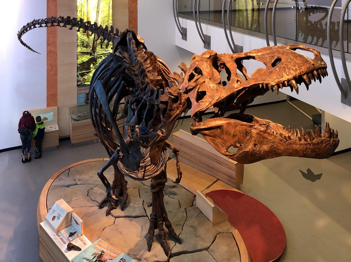 Dinodocus123's tweet photo. Scotty the Tyrannosaurus rex. https://t.co/0LWhUZKO0U