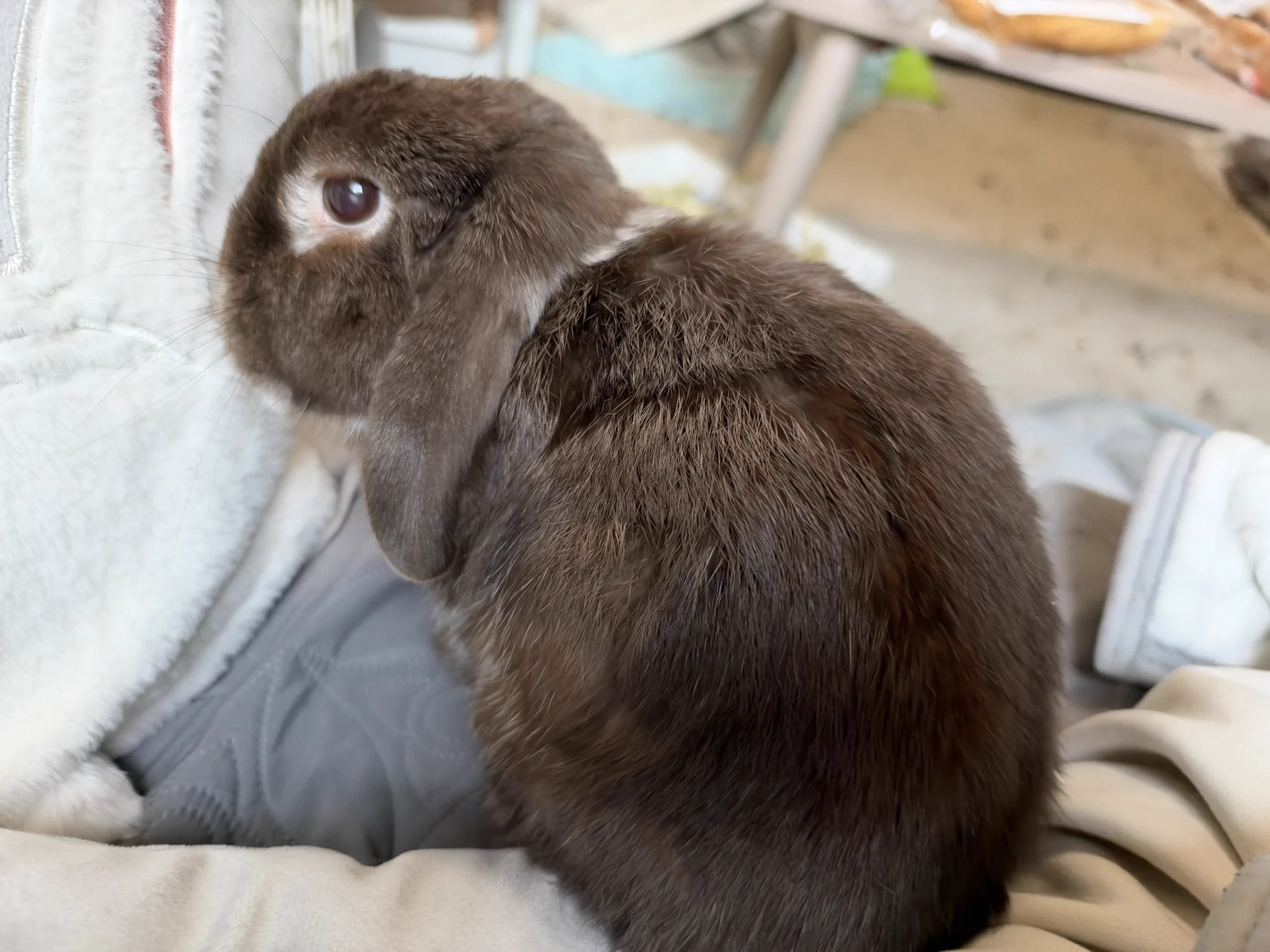 今日もうちのうさぎがかわいい on X / X