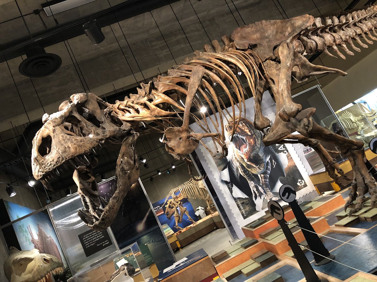Dinodocus123's tweet photo. Scotty the Tyrannosaurus rex. https://t.co/0LWhUZKO0U