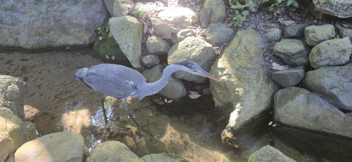 asayakesan_'s tweet photo. なんかの鳥 https://t.co/igqkP5RsmG