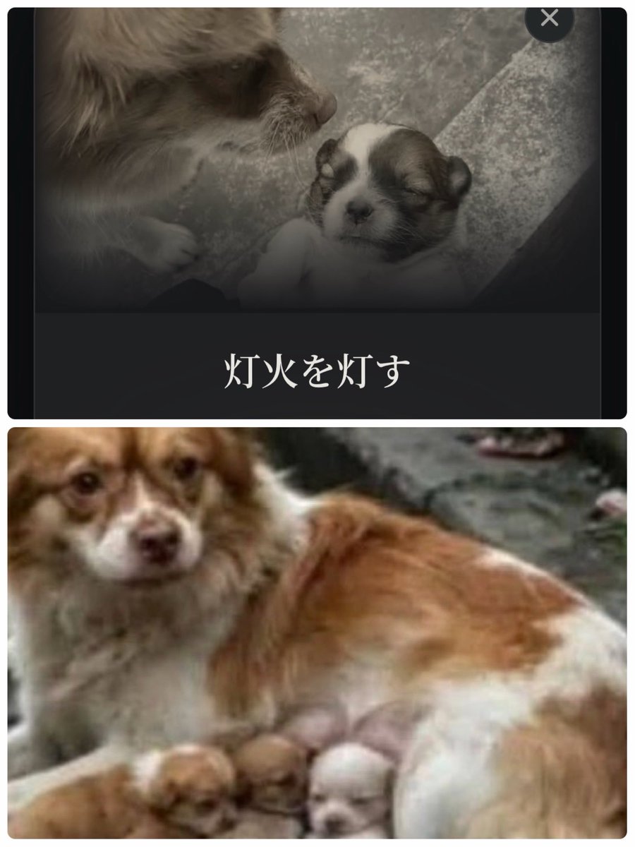 akikoiyo's tweet photo. #旺旺 🐾💜
灯火🕯️31万超えました
彼女は偉大なお母さんです
彼女はそこに留まりました
どうか、共に、
声を届けてもらえませんか
#JusticeForWangwang
⬇️灯火 毎日灯せます⬇️
https://t.co/OamCyAdKml https://t.co/XvAQesvv4n