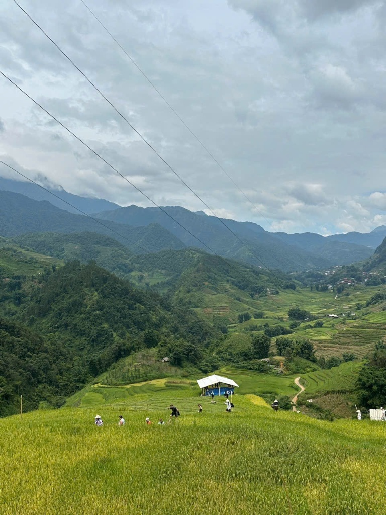 ali_badan's tweet photo. Sapa vào mùa lúa xanh rực rỡ nhất. Cùng Green Sapa Trekking khám phá ruộng bậc thang, bản làng yên bình và những cung đường núi trong lành. Mỗi bước chân là một trải nghiệm đáng nhớ. https://t.co/RcSFs9Tumj
