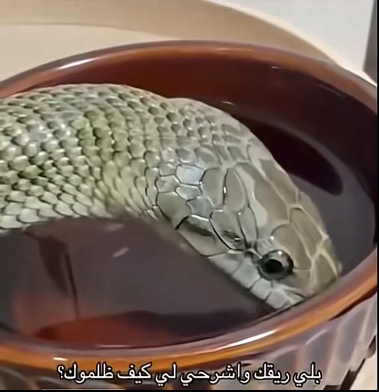 SAR966_'s tweet photo. الامارات وعمان https://t.co/YZFA5jPemH
