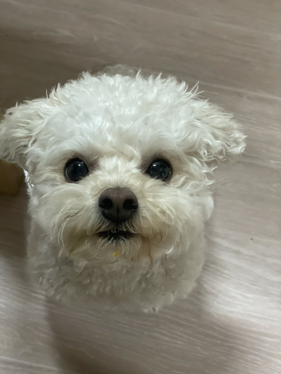 riceglue_choi's tweet photo. 귤 한입 나눠줬더니 턱에 귤 한알 묻음ㅠㅠ https://t.co/cXXCjDo8CS